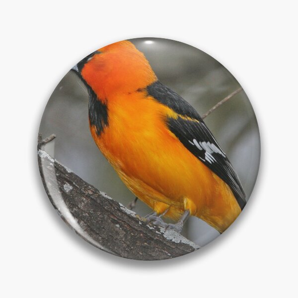 Artikelvorschau, Baltimore-Oriole-Vogel entworfen und verkauft von Taceo10.
