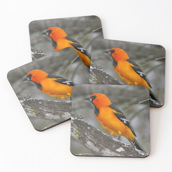 Artikelvorschau, Baltimore-Oriole-Vogel entworfen und verkauft von Taceo10.
