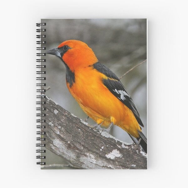 Artikelvorschau, Baltimore-Oriole-Vogel entworfen und verkauft von Taceo10.