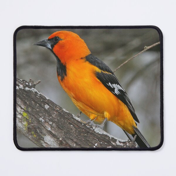 Item preview, Baltimore Oriole Bird designed and sold by Taceo10.