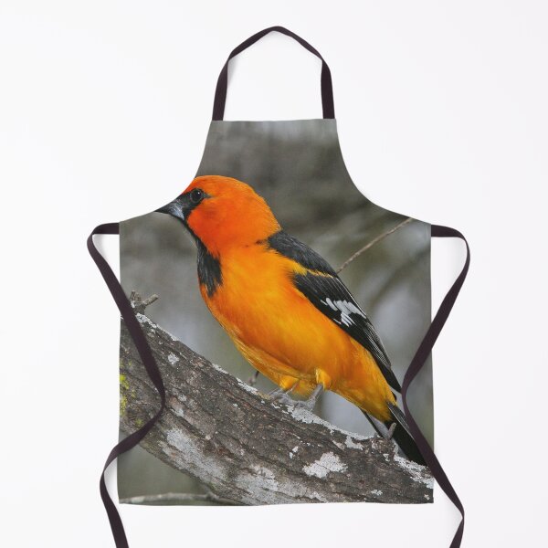 Item preview, Baltimore Oriole Bird designed and sold by Taceo10.