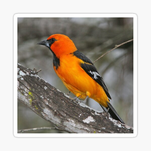 Item preview, Baltimore Oriole Bird  designed and sold by Taceo10.
