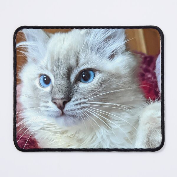 Item preview, Lynx ragdoll baby cat designed and sold by Fluffycat2020.