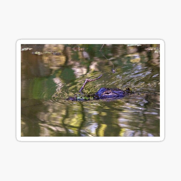 Item preview, Eye See You - Swimming Alligator in Swamp designed and sold by SafariByMarisa.