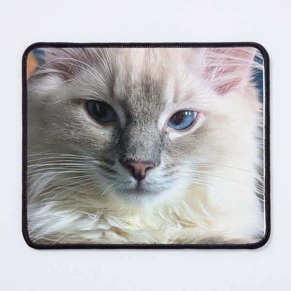 Item preview, Lynx ragdoll baby cat designed and sold by Fluffycat2020.