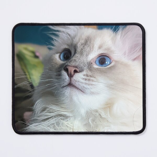 Item preview, Lynx ragdoll baby cat designed and sold by Fluffycat2020.