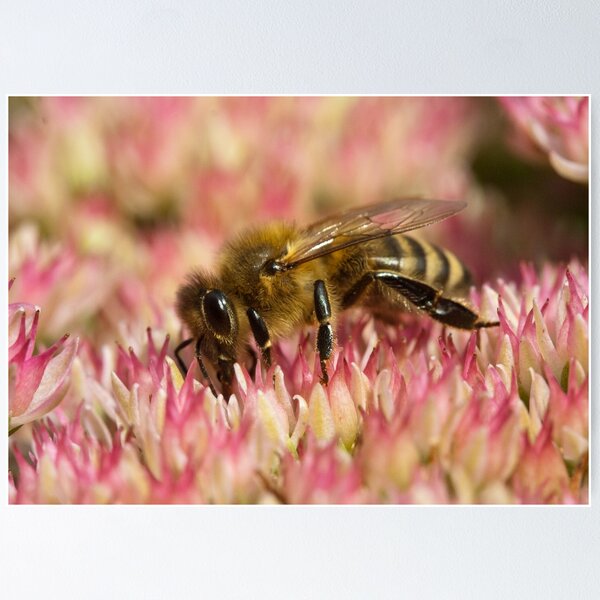 Item preview, Apis mellifera designed and sold by Mythos57.