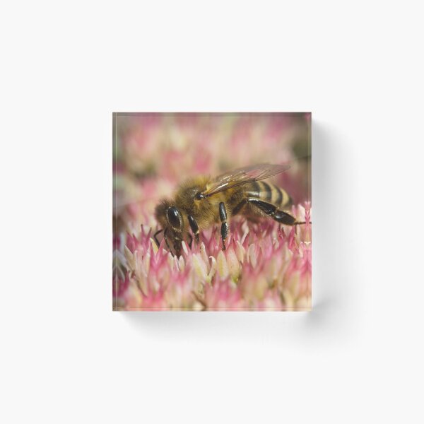 Item preview, Apis mellifera designed and sold by Mythos57.
