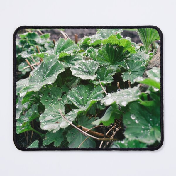 Artikelvorschau, Alchemilla vulgaris Naturtrieb entworfen und verkauft von Ryan Ochoa.