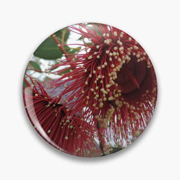 Item preview, Eucalyptus youngiana, commonly known as large-fruited mallee designed and sold by Marilyn Harris.