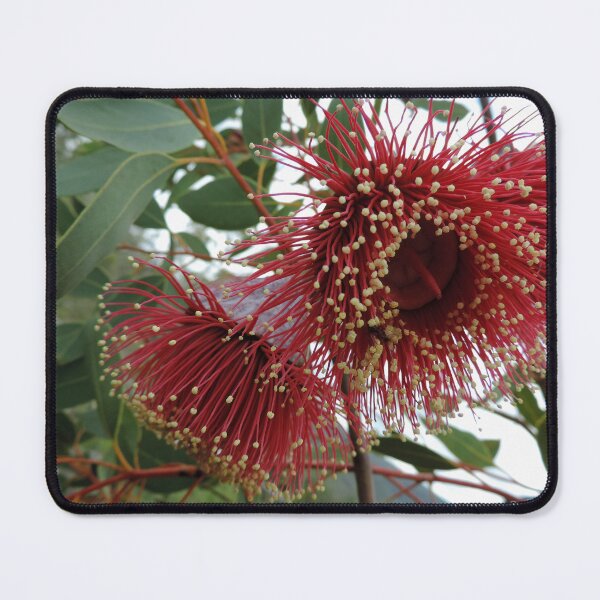 Item preview, Eucalyptus youngiana, commonly known as large-fruited mallee designed and sold by Marilyn Harris.