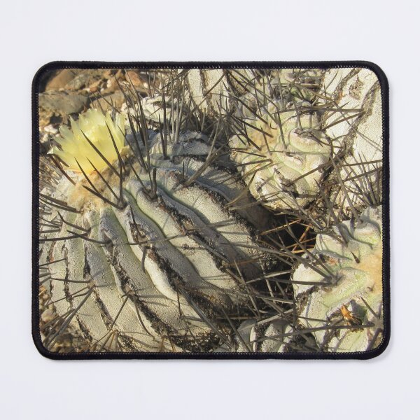 Item preview, Copiapoa dealbata designed and sold by Desertorum.