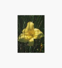 Daffodil Art Board