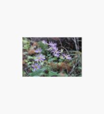 Wild Aster Art Board