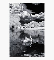 Cemetery Swan Photographic Print