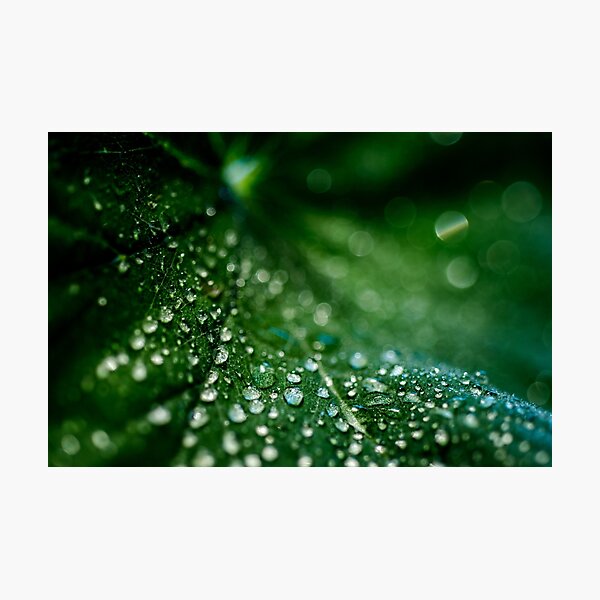 Leaf Droplets #3 Photographic Print