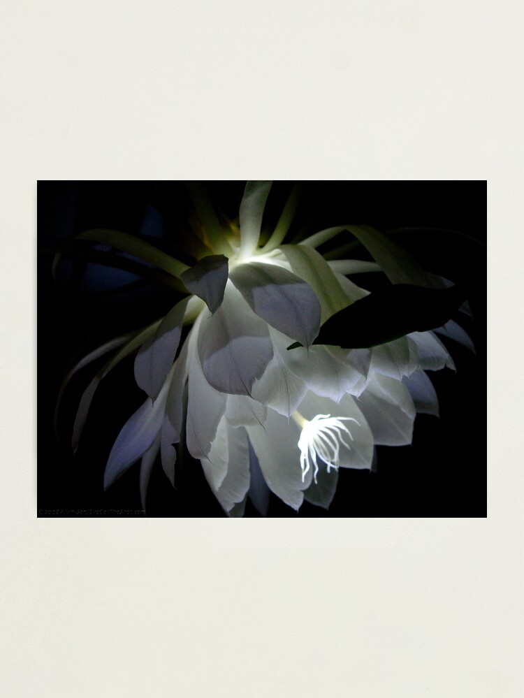Thumbnail 1 of 3, Photographic Print, Etheria ... designed and sold by alvinsan9.