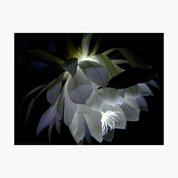 Photographic Print