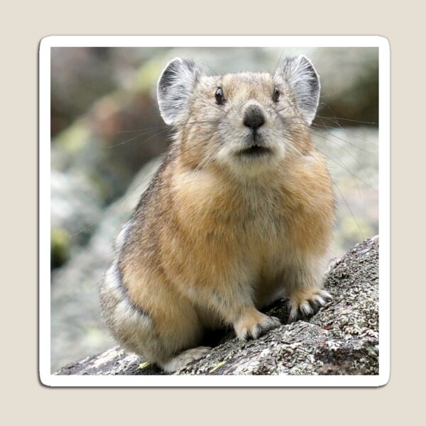 Pika Magnet