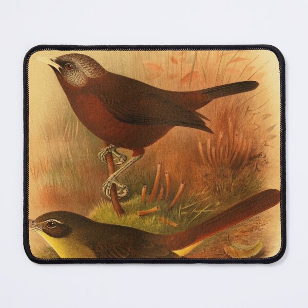 Item preview, Common Bristlebill And His Friend designed and sold by laguitan10.