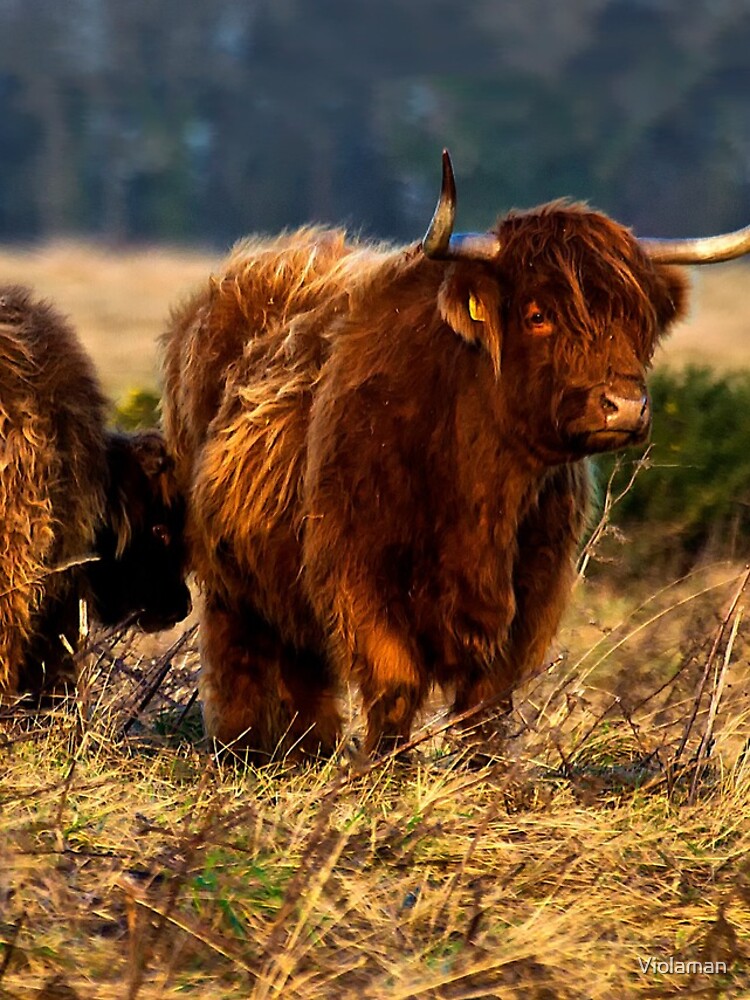 Highland Cattle IPhone 13 Pro Max Cases
