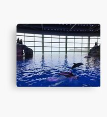 Playful dolphins Canvas Print