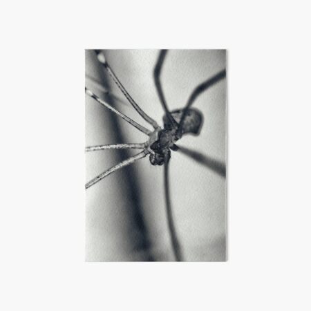 Portrait of a spider Art Board Print