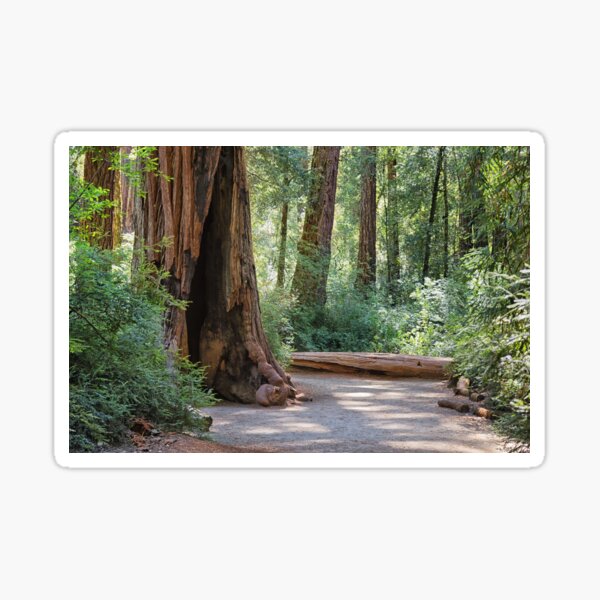 Big Basin Redwoods State Park Sticker