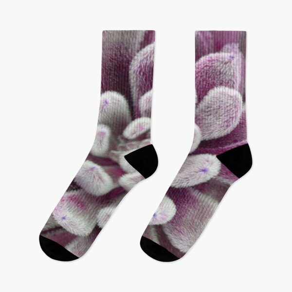 Item preview, Purple Fluffy Succulent Plant designed and sold by lets-travel.
