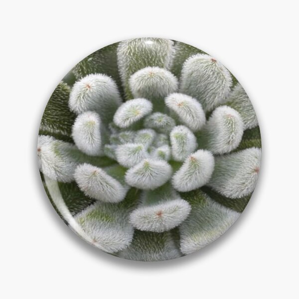 Item preview, Green Fluffy Succulent Plant designed and sold by lets-travel.