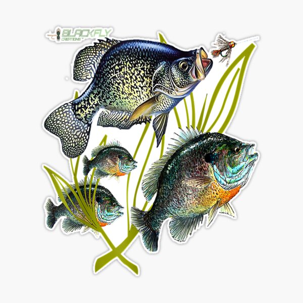 Black Fly Bluegill Fishing Panfish Jig Fly Fishing Sticker for Sale by  Christineaz