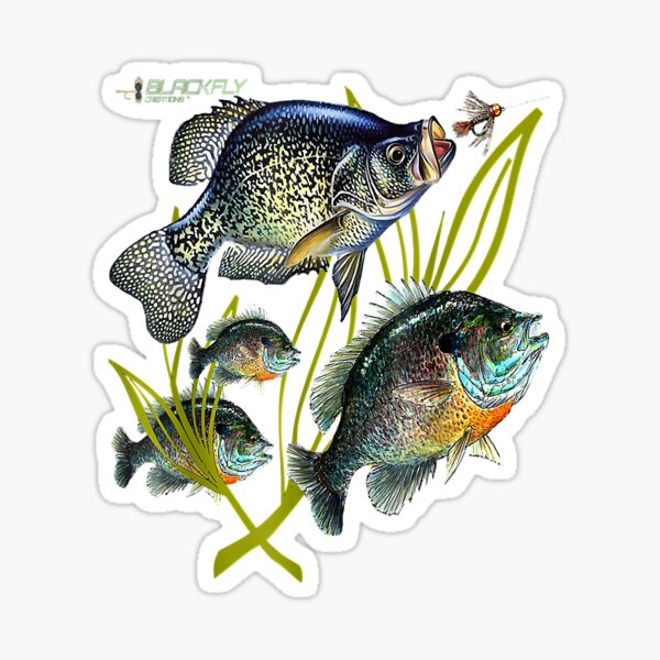 Black Fly Crappie Bluegill Fishing Shirts Panfish Flies Jig Sticker