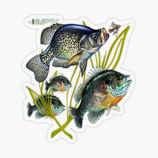 Black Fly Crappie Bluegill Fishing Shirts Panfish Flies Jig Sticker