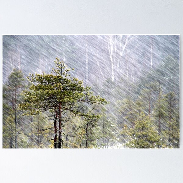 Item preview, 8.1.2015: Pine Tree, Snowfall I designed and sold by Petri Volanen.