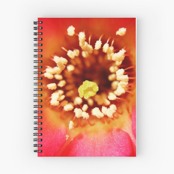 Item preview, Cactus bloom [ macro ] designed and sold by tinatamay.