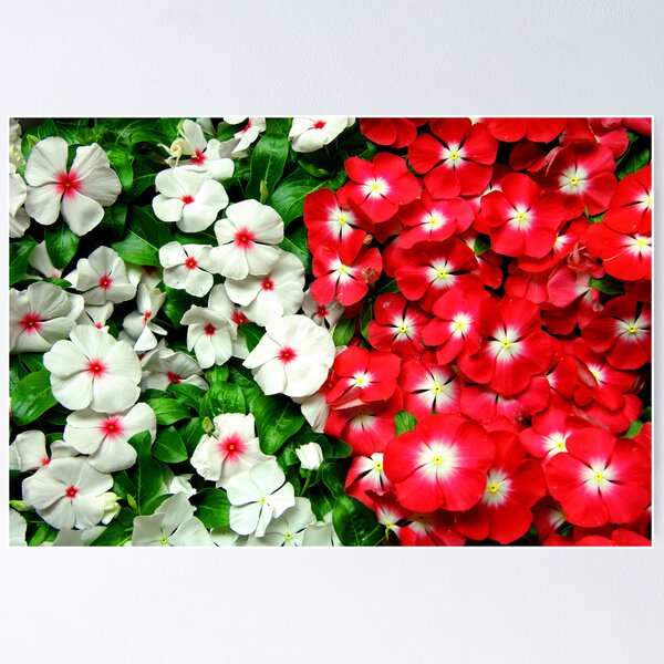 Item preview, White and Red designed and sold by Jerry Alcantara.