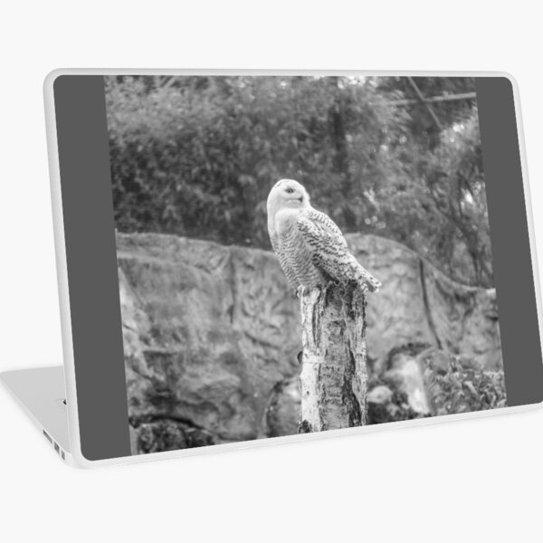 Schneeeule Laptop Folie