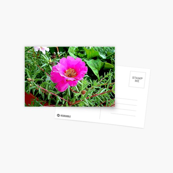 Moss Rose Postcard