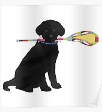 Black Lab Retriever Lacrosse Dog Poster