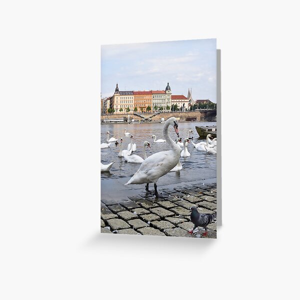 Swans on the Vltava River, Prague, Czech Republic Greeting Card