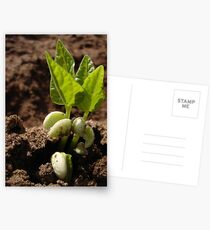Breaking Ground Postcards
