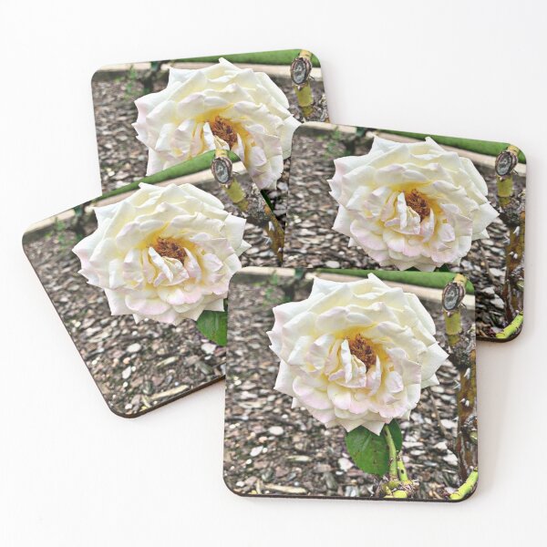 Artikelvorschau, "Friedensrose" "Teerose" entworfen und verkauft von Shubatdesigns.