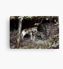 Wolfpack Canvas Print