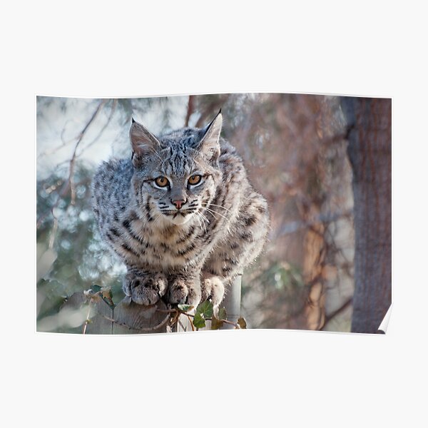 Staring Kitty Poster