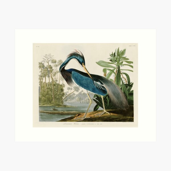 Item preview, Louisiana Heron by John James Audubon  designed and sold by Natural History Prints.