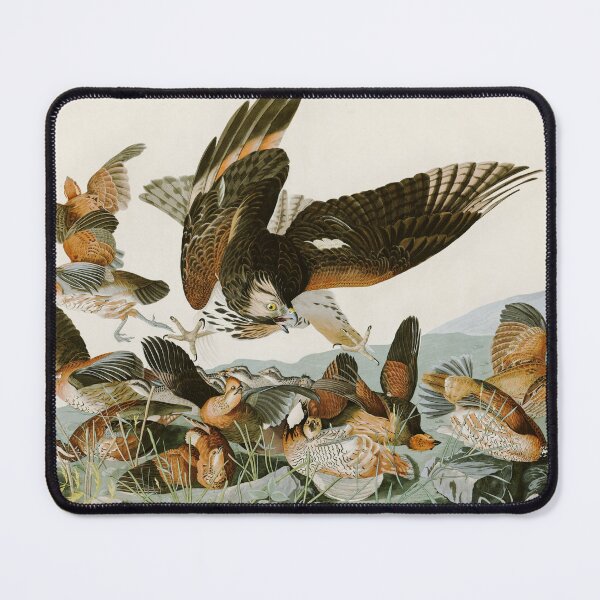Item preview, Virginian Partridge by John James Audubon designed and sold by Natural History Prints.