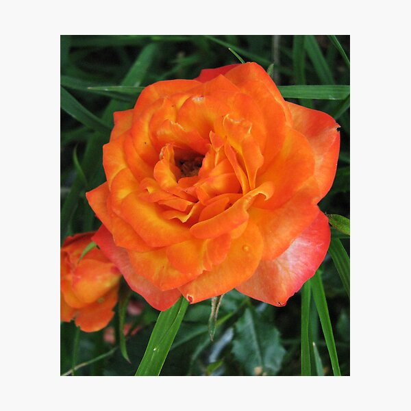 Vista previa del artículo con la obra «Well, Orange You Rosy», diseñado y vendido por LavenderMoon.