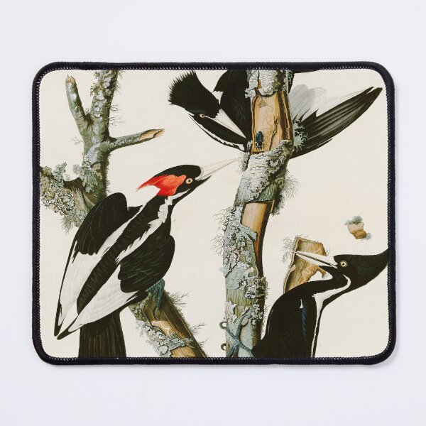 Item preview, Ivory-billed Woodpecker by John James Audubon designed and sold by Natural History Prints.