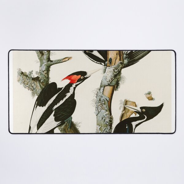 Item preview, Ivory-billed Woodpecker by John James Audubon designed and sold by Natural History Prints.
