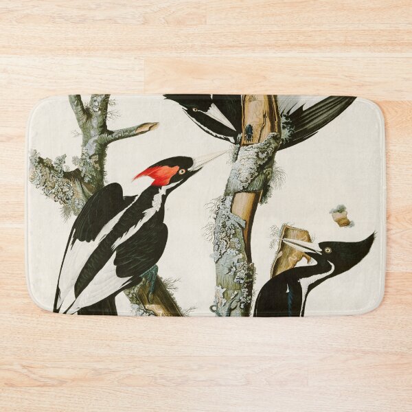 Item preview, Ivory-billed Woodpecker by John James Audubon designed and sold by Natural History Prints.
